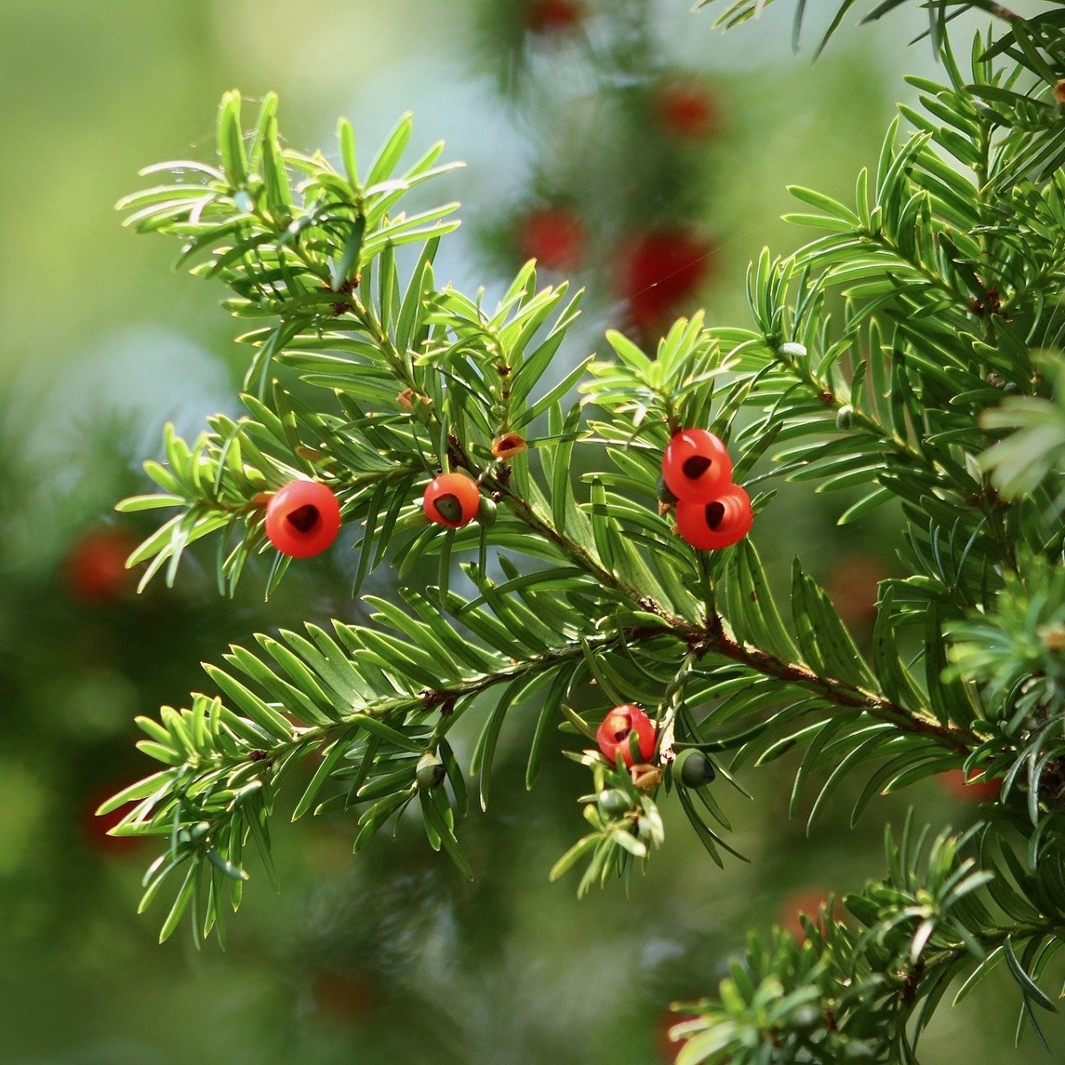 Rastlina Taxus baccata